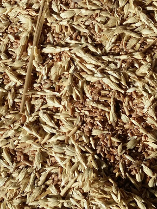 Утилизация зерноотходы твердой пшеницы (ФККО 11112001495)