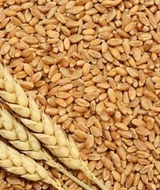 Утилизация зерноотходы мягкой пшеницы (ФККО 11112002495)